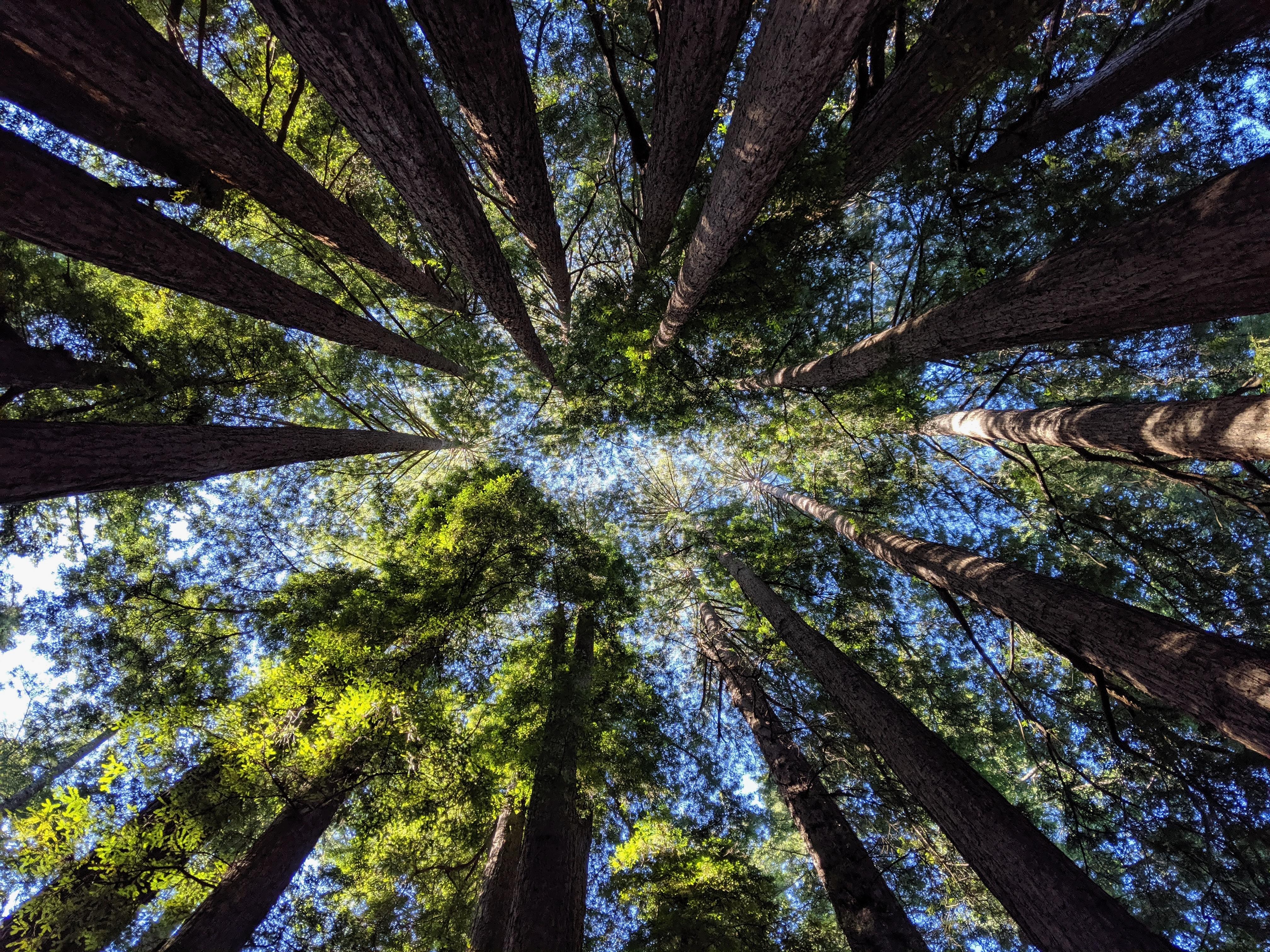 Looking up through redwood tree canopy